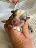 Chief, a male Pembroke Welsh Corgi for sale in Windsor, NY – Photo 2 of 10