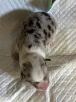 Chief, a male Pembroke Welsh Corgi for sale in Windsor, NY – Photo 9 of 10