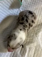 Chief, a male Pembroke Welsh Corgi for sale in Windsor, NY – Photo 8 of 10