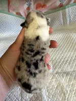 Chief, a male Pembroke Welsh Corgi for sale in Windsor, NY – Photo 7 of 10