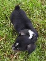 Kate, a female Pembroke Welsh Corgi for sale in Windsor, NY – Photo 2 of 10