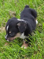 Kate, a female Pembroke Welsh Corgi for sale in Windsor, NY – Photo 1 of 10