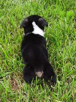 Kate, a female Pembroke Welsh Corgi for sale in Windsor, NY – Photo 4 of 10