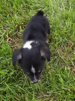 Kate, a female Pembroke Welsh Corgi for sale in Windsor, NY – Photo 7 of 10