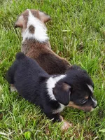 Kate, a female Pembroke Welsh Corgi for sale in Windsor, NY – Photo 9 of 10