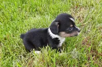 Kate, a female Pembroke Welsh Corgi for sale in Windsor, NY – Photo 6 of 10