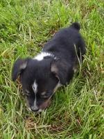 Kate, a female Pembroke Welsh Corgi for sale in Windsor, NY – Photo 8 of 10