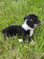 Kate, a female Pembroke Welsh Corgi for sale in Windsor, NY – Photo 10 of 10