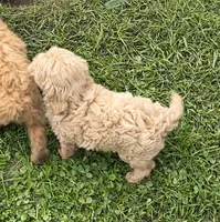 Goldie, a female Cavapoo for sale in Windsor, NY – 5 of 9