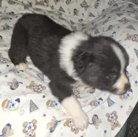 Grace, a female Australian Shepherd for sale in Windsor, NY – Photo 7 of 10