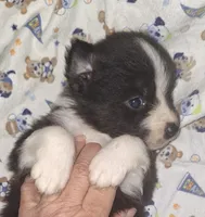 Grace, a female Australian Shepherd for sale in Windsor, NY – Photo 4 of 10