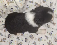 Grace, a female Australian Shepherd for sale in Windsor, NY – Photo 6 of 10