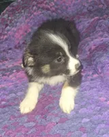 Grace, a female Australian Shepherd for sale in Windsor, NY – Photo 10 of 10