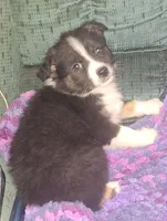 Grace, a female Australian Shepherd for sale in Windsor, NY – Photo 8 of 10