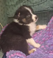 Grace, a female Australian Shepherd for sale in Windsor, NY – Photo 1 of 10