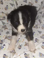 Grace, a female Australian Shepherd for sale in Windsor, NY – Photo 2 of 10