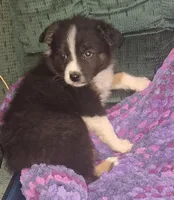 Grace, a female Australian Shepherd for sale in Windsor, NY – Photo 9 of 10