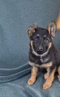 Trudy, a female German Shepherd Dog for sale in Windsor, NY – Photo 3 of 7
