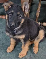 Trudy, a female German Shepherd Dog for sale in Windsor, NY – Photo 2 of 7