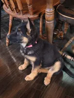Trudy, a female German Shepherd Dog for sale in Windsor, NY – Photo 1 of 7