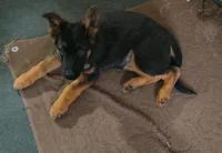 Trudy, a female German Shepherd Dog for sale in Windsor, NY – Photo 6 of 7