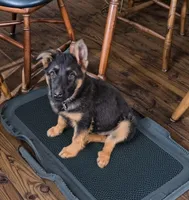 Trudy, a female German Shepherd Dog for sale in Windsor, NY – Photo 5 of 7