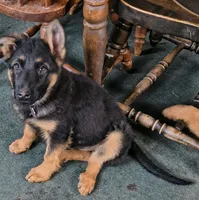 Trudy, a female German Shepherd Dog for sale in Windsor, NY – Photo 7 of 7