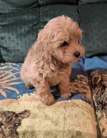 Goldie, a female Cavapoo for sale in Windsor, NY – 7 of 9