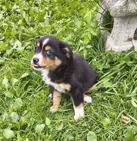 Marty, a male Miniature Australian Shepherd for sale in Windsor, NY – 2 of 6