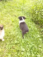 Amy, a female Miniature Australian Shepherd for sale in Windsor, NY – Photo 3 of 3