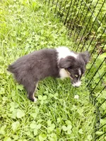 Amy, a female Miniature Australian Shepherd for sale in Windsor, NY – Photo 2 of 3