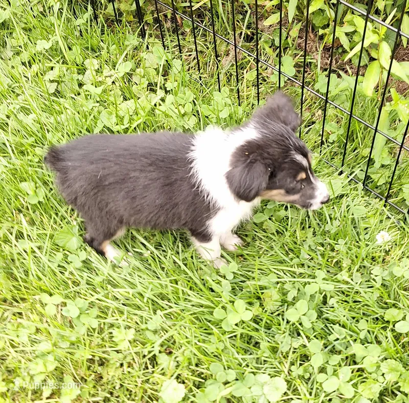 Amy, a female Miniature Australian Shepherd for sale in Windsor, NY – Photo 1 of 3