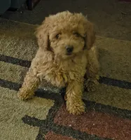 Ginger, a female Cavapoo for sale in Windsor, NY – 2 of 4