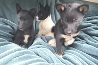 Sparky, a male Shiba Inu for sale in Windsor, NY – 2 of 3