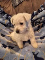 Chance, a male West Highland White Terrier for sale in Windsor, NY – Photo 2 of 10