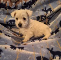 Chance, a male West Highland White Terrier for sale in Windsor, NY – Photo 6 of 10