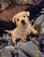 Chance, a male West Highland White Terrier for sale in Windsor, NY – Photo 5 of 10