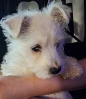 Chance, a male West Highland White Terrier for sale in Windsor, NY – Photo 10 of 10