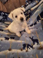 Chance, a male West Highland White Terrier for sale in Windsor, NY – Photo 8 of 10