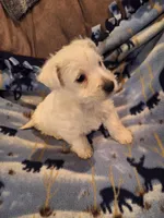 Chance, a male West Highland White Terrier for sale in Windsor, NY – Photo 3 of 10