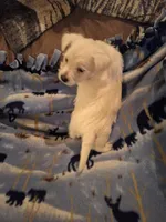 Chance, a male West Highland White Terrier for sale in Windsor, NY – Photo 4 of 10