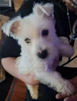Chance, a male West Highland White Terrier for sale in Windsor, NY – Photo 1 of 10