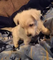 Chance, a male West Highland White Terrier for sale in Windsor, NY – Photo 7 of 10