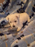 Chance, a male West Highland White Terrier for sale in Windsor, NY – Photo 9 of 10