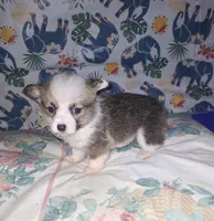 Claire, a female Pembroke Welsh Corgi for sale in Windsor, NY – Photo 9 of 9