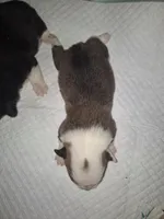 Claire, a female Pembroke Welsh Corgi for sale in Windsor, NY – Photo 6 of 9