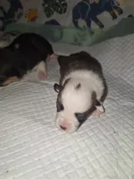 Claire, a female Pembroke Welsh Corgi for sale in Windsor, NY – Photo 8 of 9