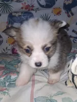 Claire, a female Pembroke Welsh Corgi for sale in Windsor, NY – Photo 1 of 9