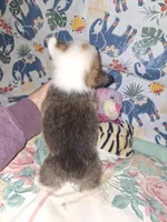 Claire, a female Pembroke Welsh Corgi for sale in Windsor, NY – Photo 2 of 9