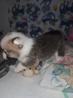 Claire, a female Pembroke Welsh Corgi for sale in Windsor, NY – Photo 7 of 9